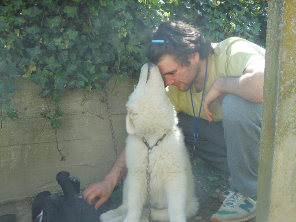 Spettacolari cuccioli di Pastore Maremmano Abruzzese