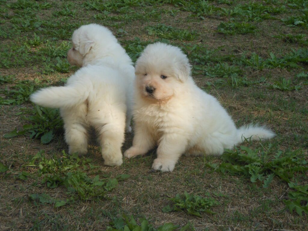 Spettacolari cuccioli di Pastore Maremmano Abruzzese