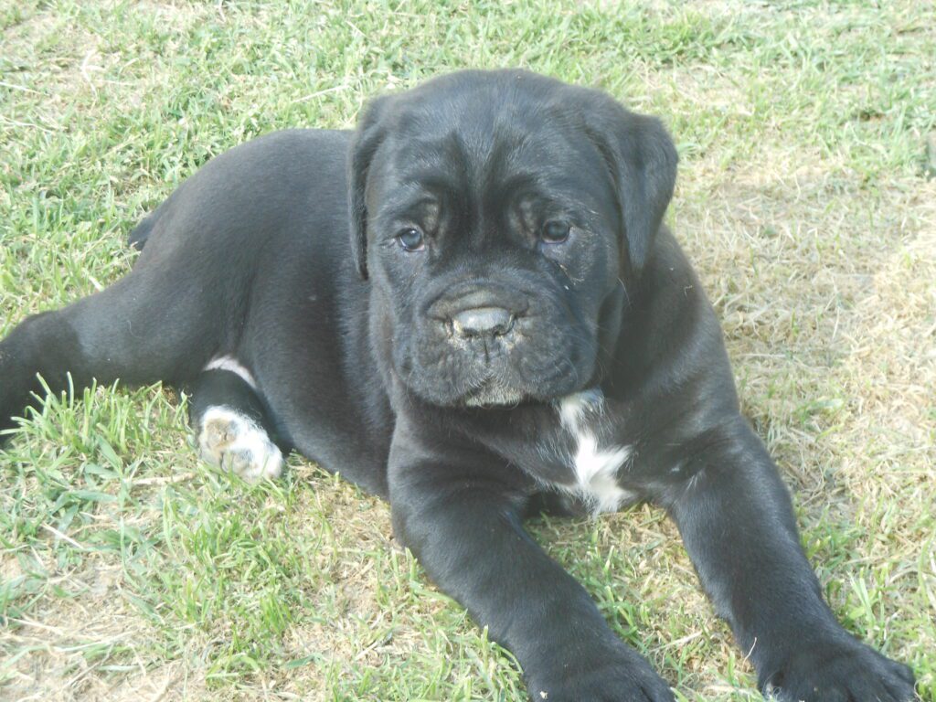 spettacolari cuccioli di Cane Corso