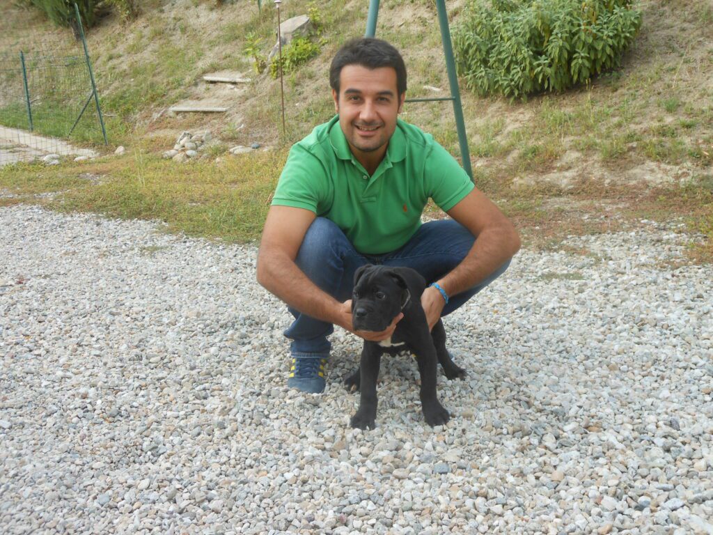 spettacolari cuccioli di Cane Corso