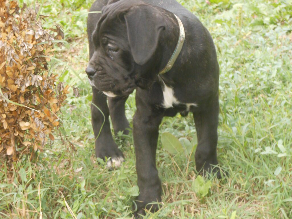 spettacolari cuccioli di Cane Corso