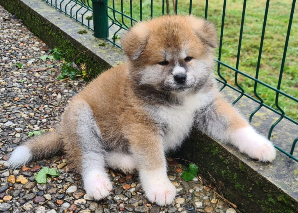 CUCCIOLI DI AKITA LOMBARDIA