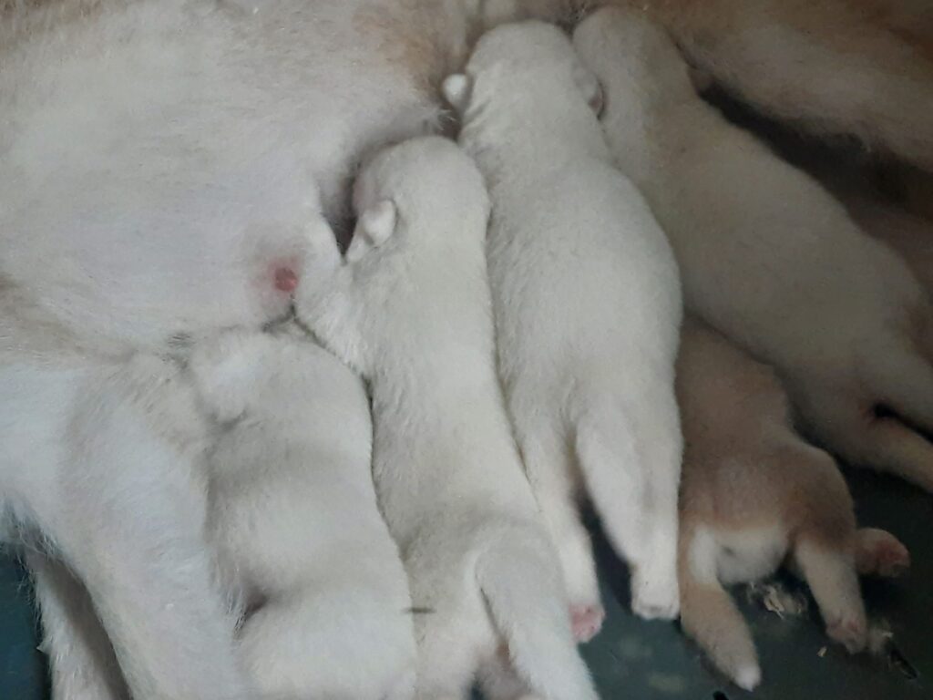Alaskan Malamute cuccioli bianchi
