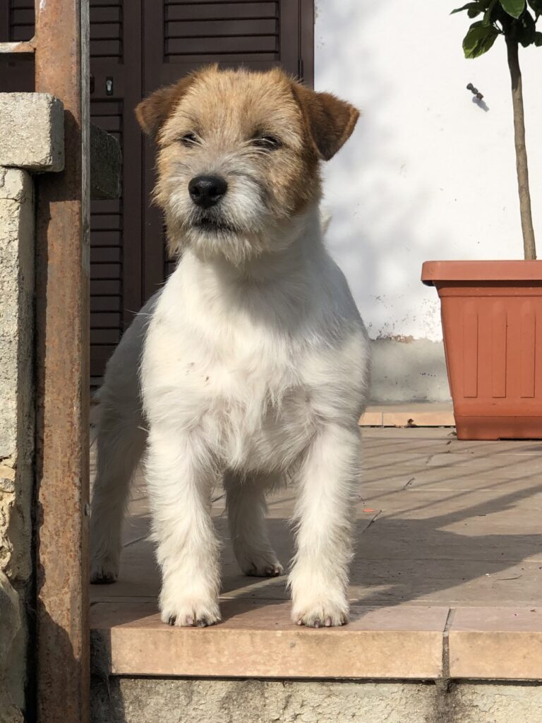 Jack Russell maschio con pedigree
