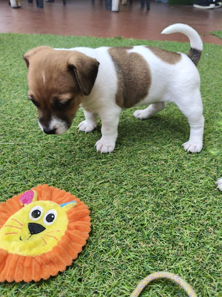 Bellissimi cuccioli di Jack Russell con Pedigree ROI