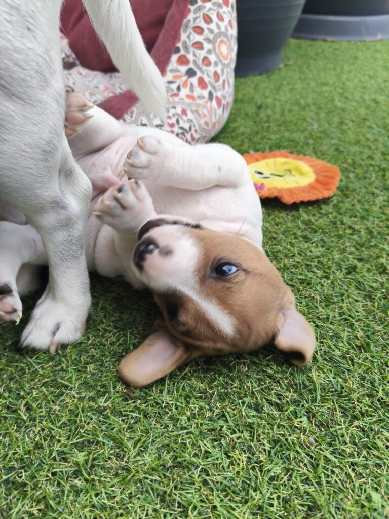 Bellissimi cuccioli di Jack Russell con Pedigree ROI