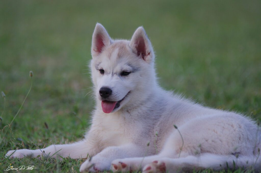 Siberian Husky cuccioli disponibili (allevamento riconosciuto FCI-ENCI)