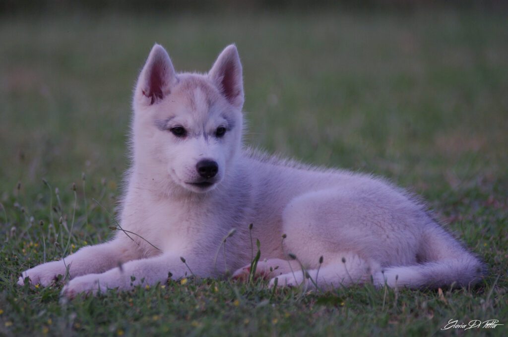 Siberian Husky cuccioli disponibili (allevamento riconosciuto FCI-ENCI)