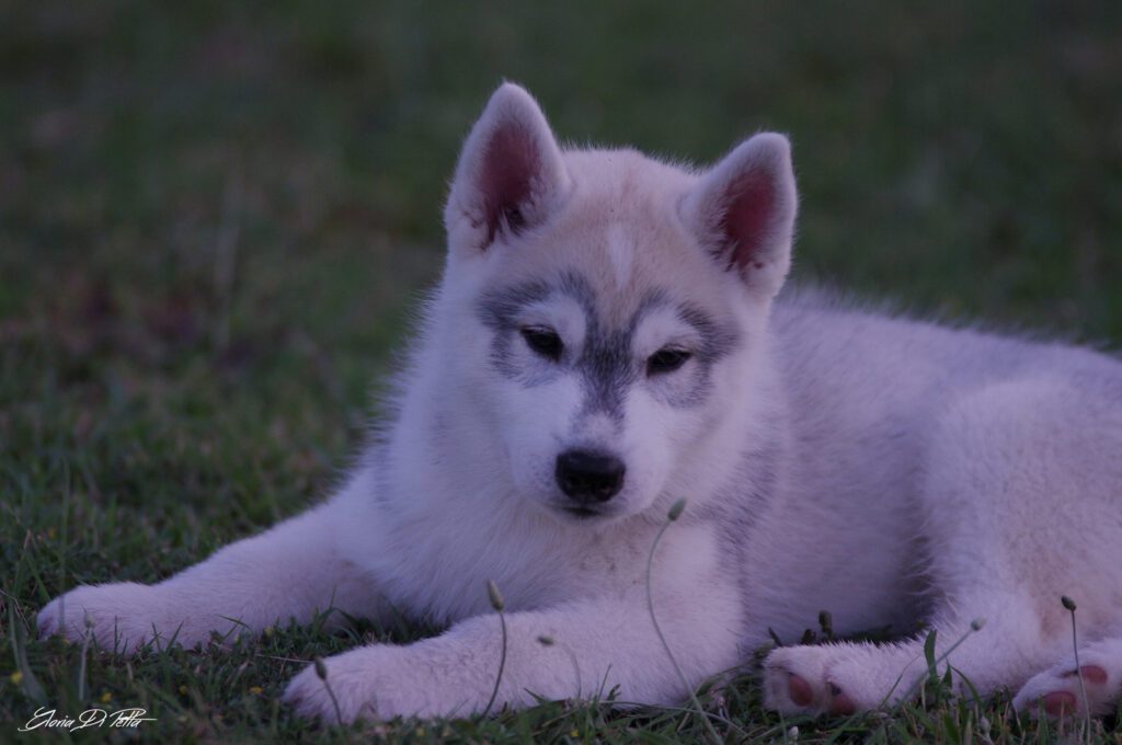 Siberian Husky cuccioli disponibili (allevamento riconosciuto FCI-ENCI)