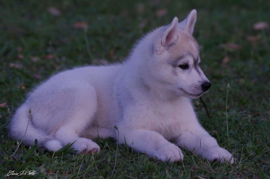 Siberian Husky cuccioli disponibili (allevamento riconosciuto FCI-ENCI)