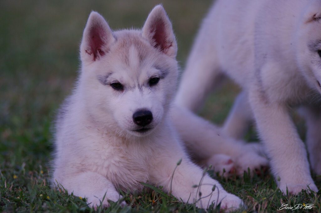 Siberian Husky cuccioli disponibili (allevamento riconosciuto FCI-ENCI)