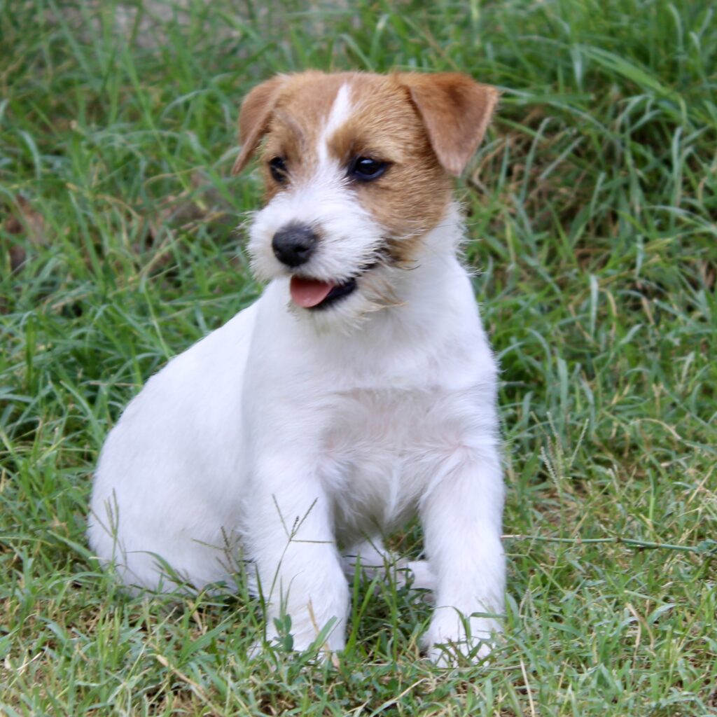Jack russell femmina con pedigree