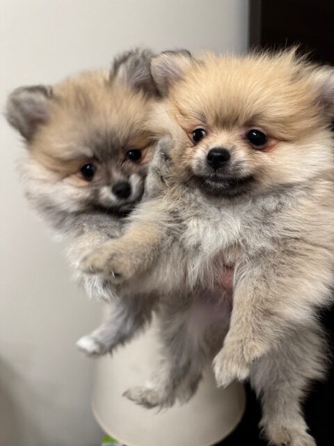 Cuccioli di Spitz Pomerania Nano