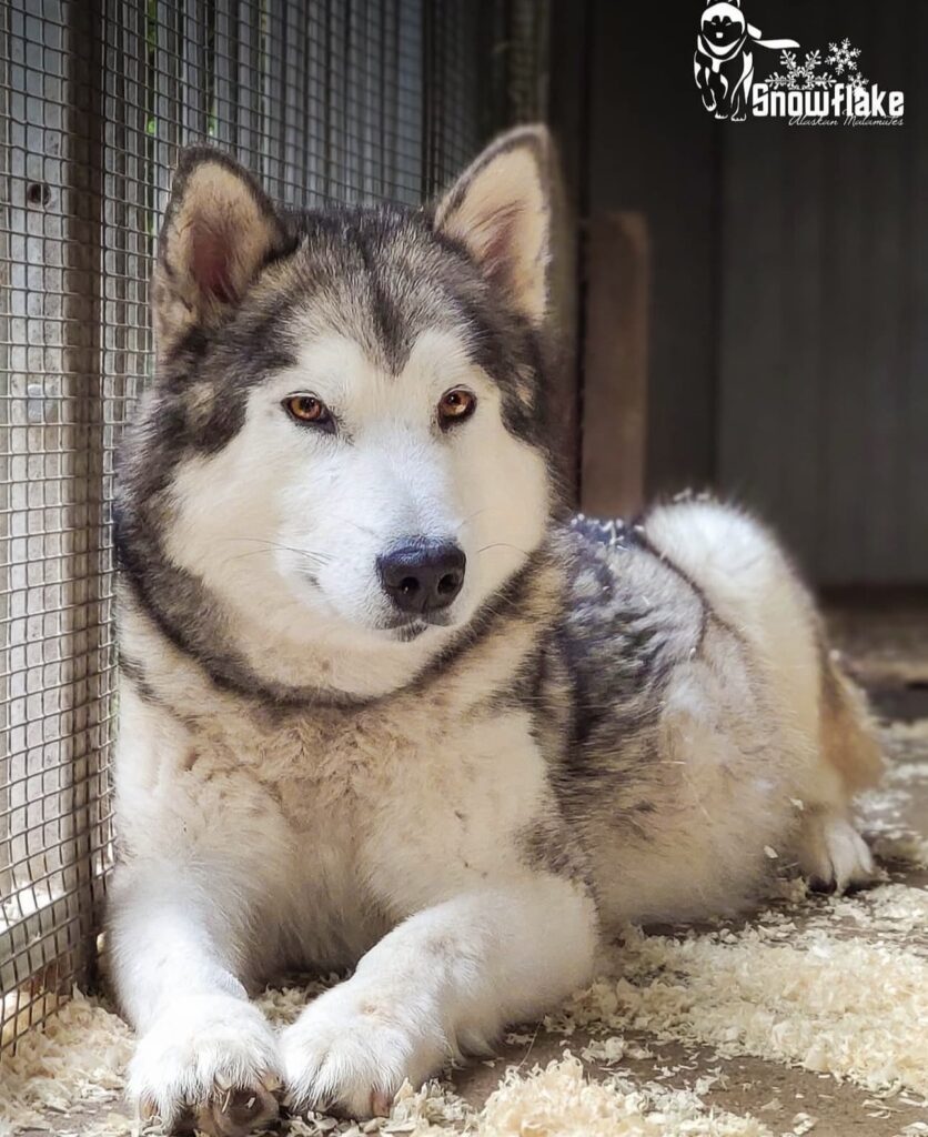 Cuccioli Alaskan Malamute – Prenotazioni aperte per la Cucciolata di Giugno!