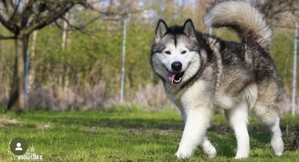 Cuccioli Alaskan Malamute – Prenotazioni aperte per la Cucciolata di Giugno!