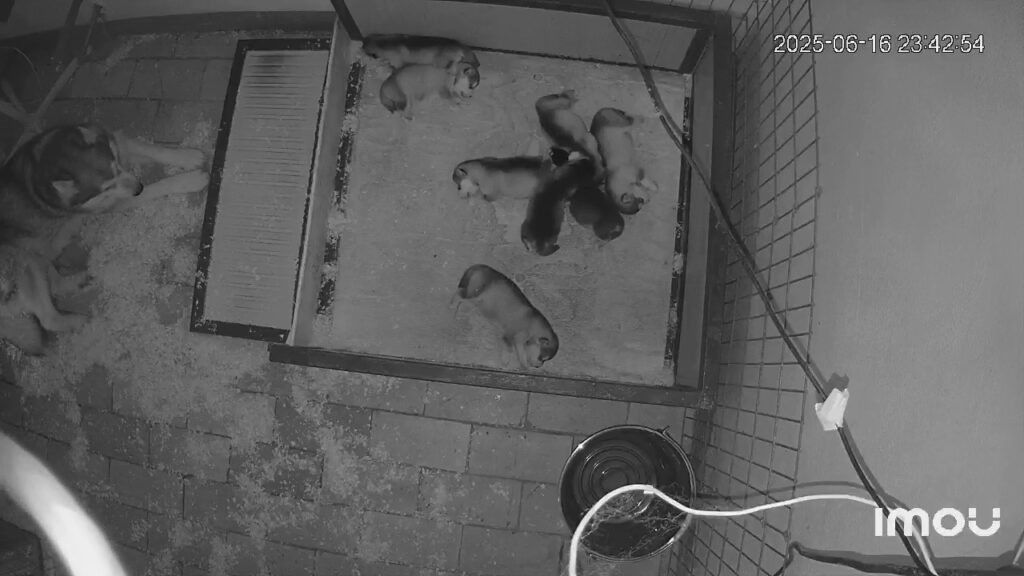 Cuccioli Alaskan Malamute – Prenotazioni aperte per la Cucciolata di Giugno!