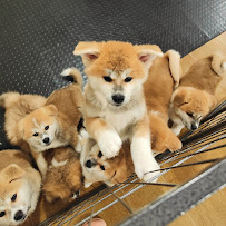 DISPONIBILI CUCCIOLI DI AKITA DA ALLEVAMENTO ENCI