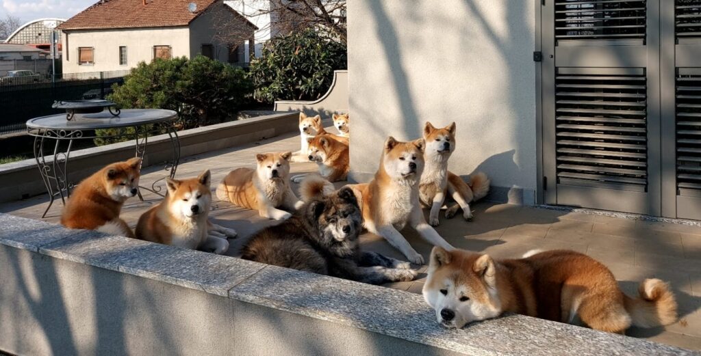 DISPONIBILI CUCCIOLI DI AKITA DA ALLEVAMENTO ENCI