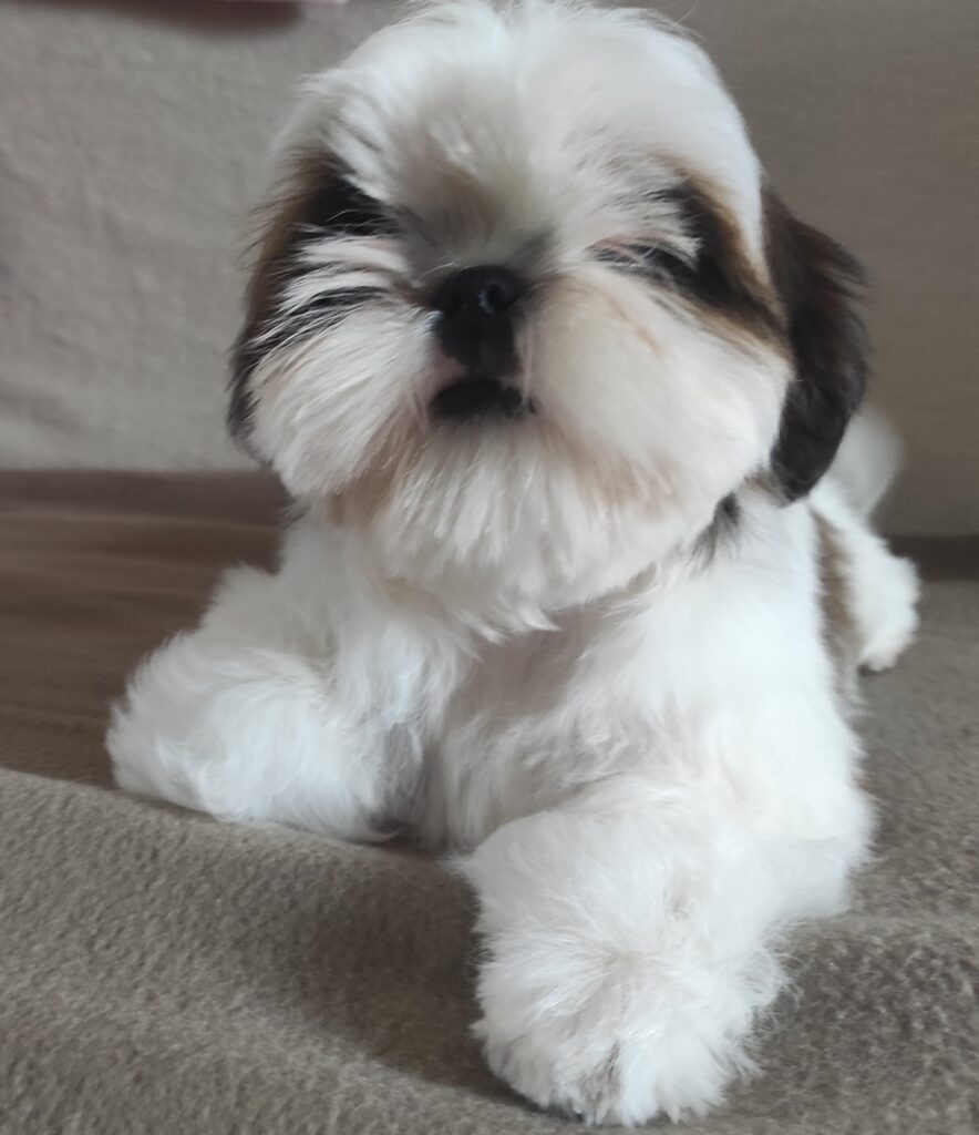 Nuova cucciolata shih Tzu