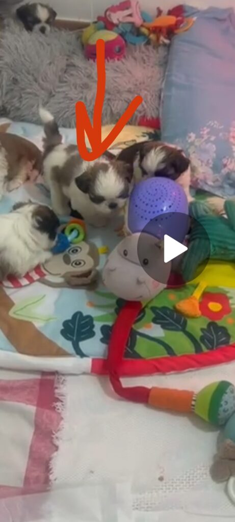 Nuova cucciolata shih Tzu