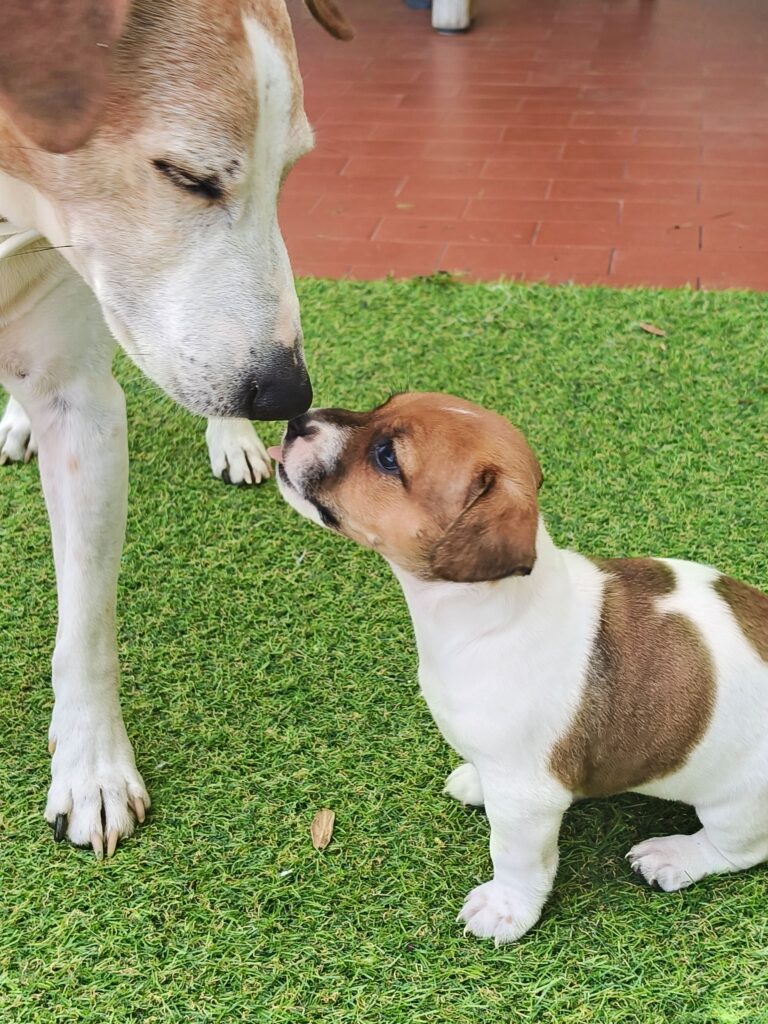 Bellissimi cuccioli di Jack Russell con Pedigree ROI