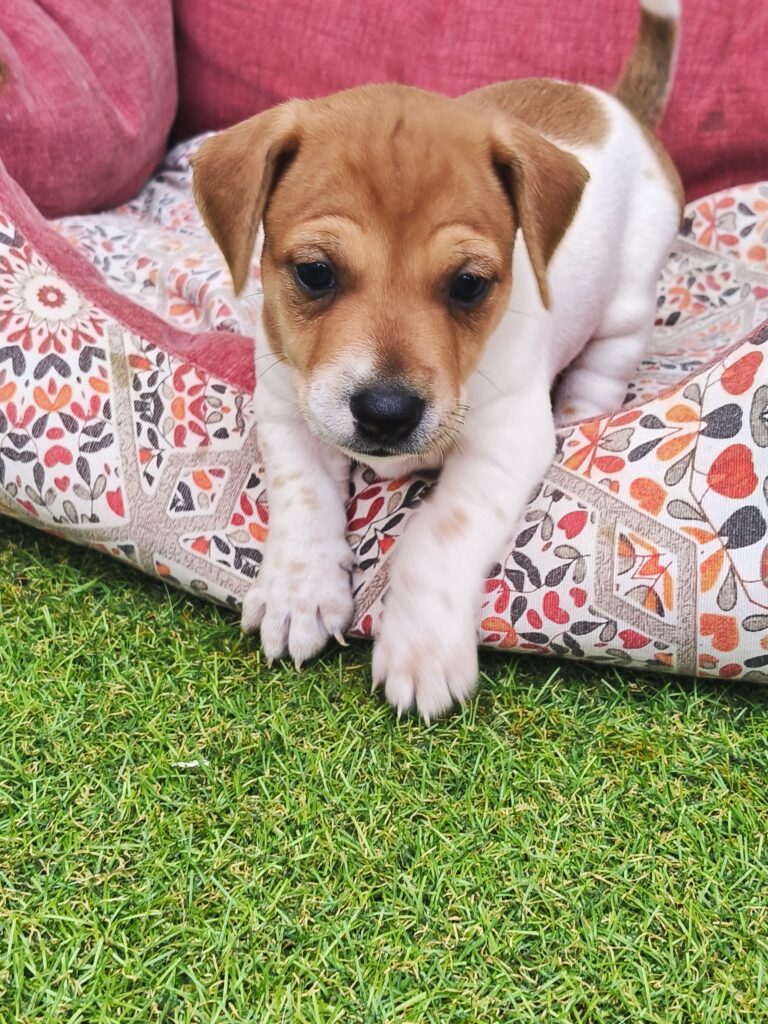 Bellissimi cuccioli di Jack Russell con Pedigree ROI