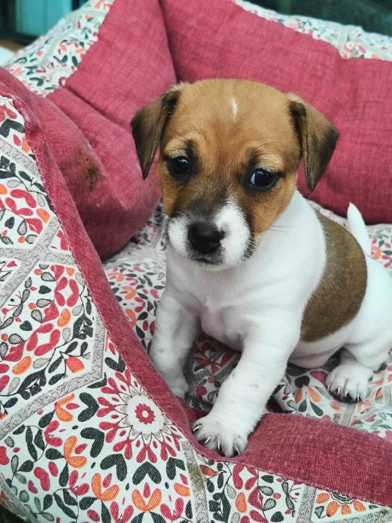 Bellissimi cuccioli di Jack Russell con Pedigree ROI