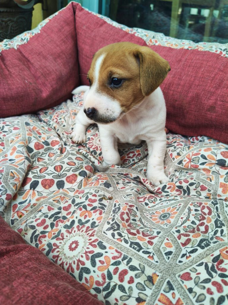 Bellissimi cuccioli di Jack Russell con Pedigree ROI