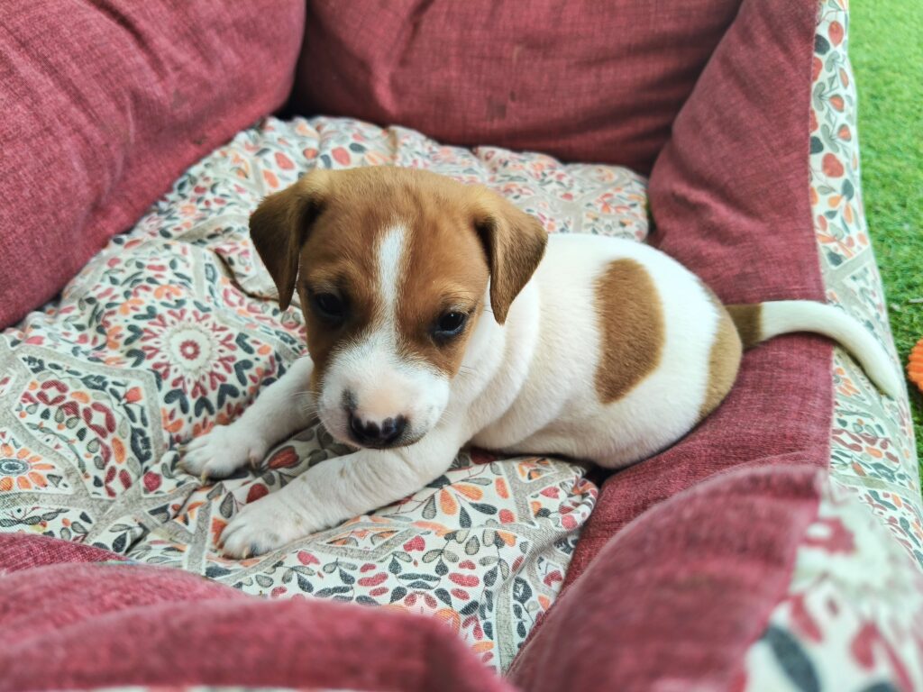 Bellissimi cuccioli di Jack Russell con Pedigree ROI