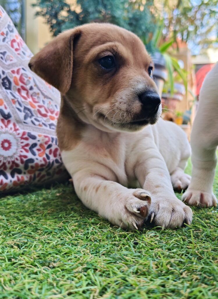 Bellissimi cuccioli di Jack Russell con Pedigree ROI
