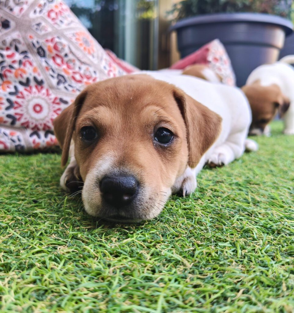 Bellissimi cuccioli di Jack Russell con Pedigree ROI