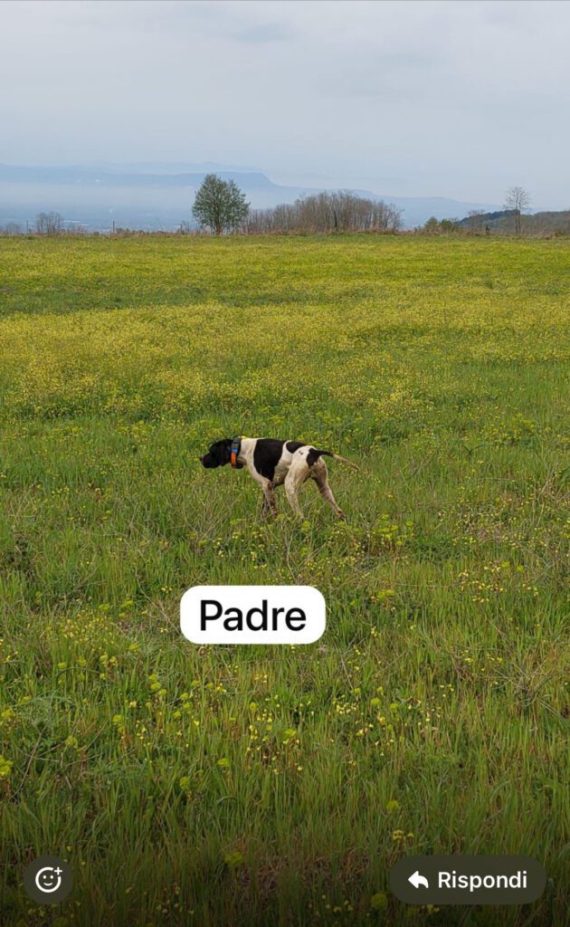 cuccioli pointer inglese cani caccia alta genealogia