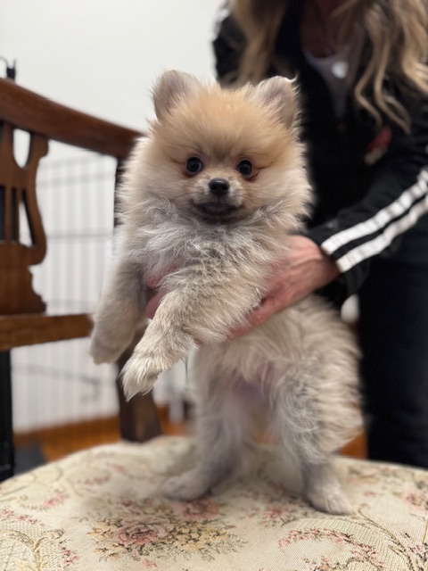 Cuccioli di Spitz Pomerania Nano
