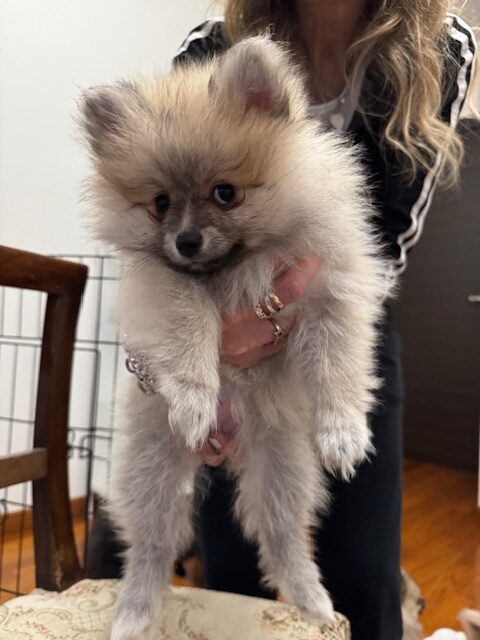 Cuccioli di Spitz Pomerania Nano