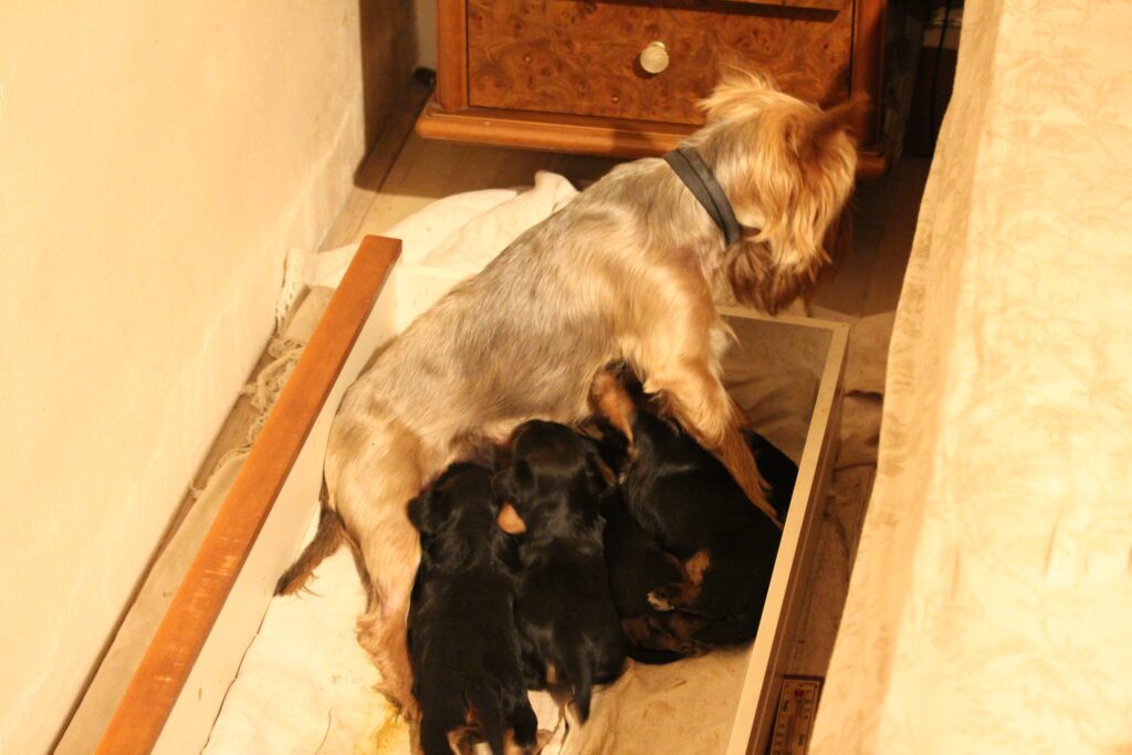 Cuccioli di yorkshire Terrier disponibili dal 14/07/2025