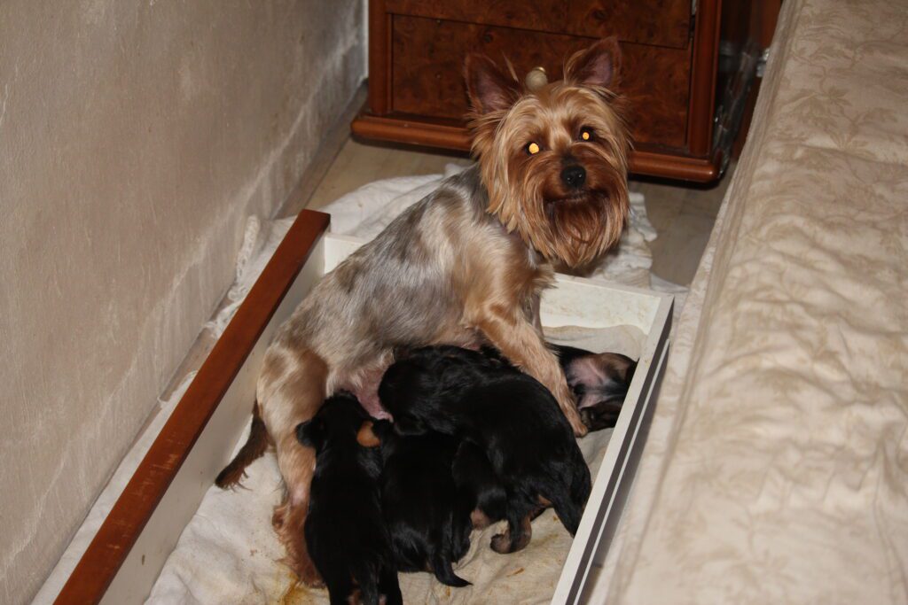 Cuccioli di yorkshire Terrier disponibili dal 14/07/2025