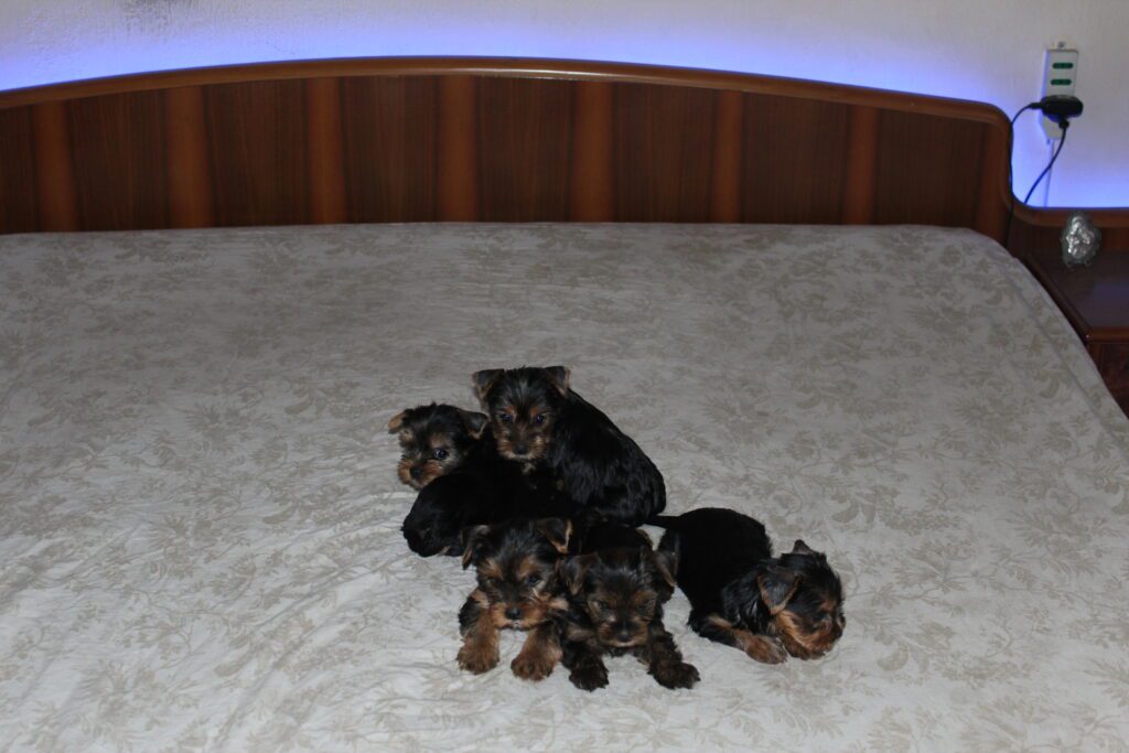 Cuccioli di yorkshire Terrier disponibili dal 14/07/2025