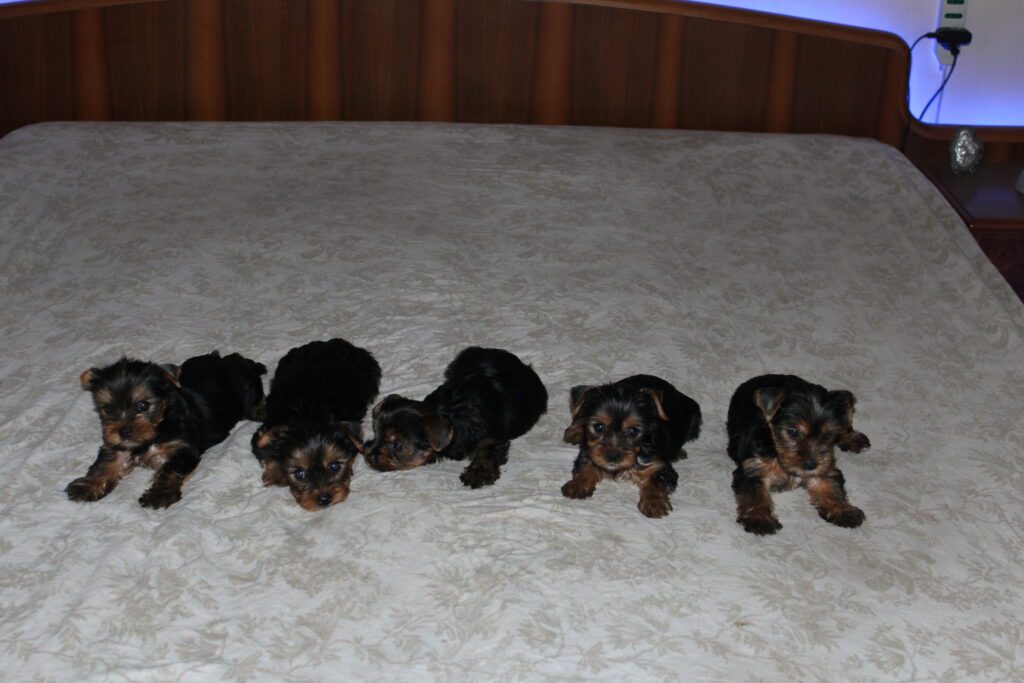 Cuccioli di yorkshire Terrier disponibili dal 14/07/2025