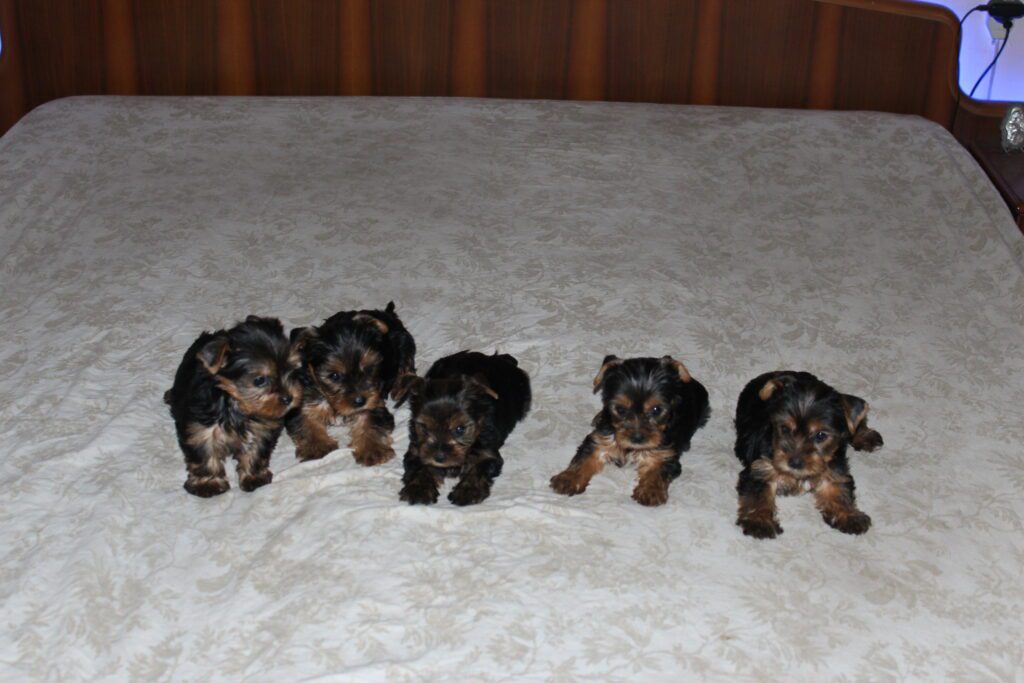 Cuccioli di yorkshire Terrier disponibili dal 14/07/2025