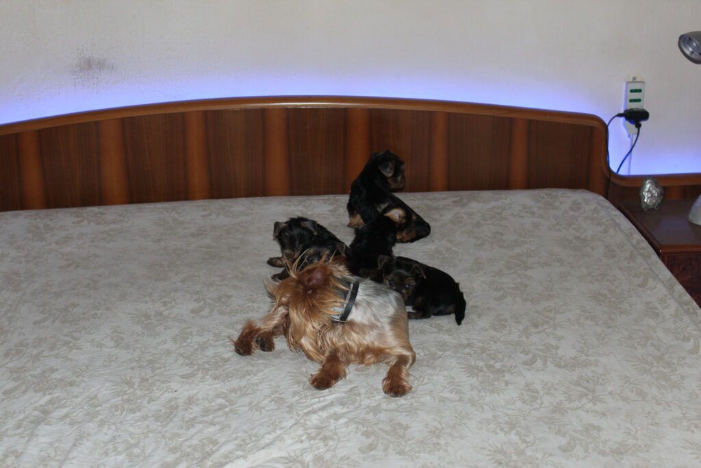 Cuccioli di yorkshire Terrier disponibili dal 14/07/2025