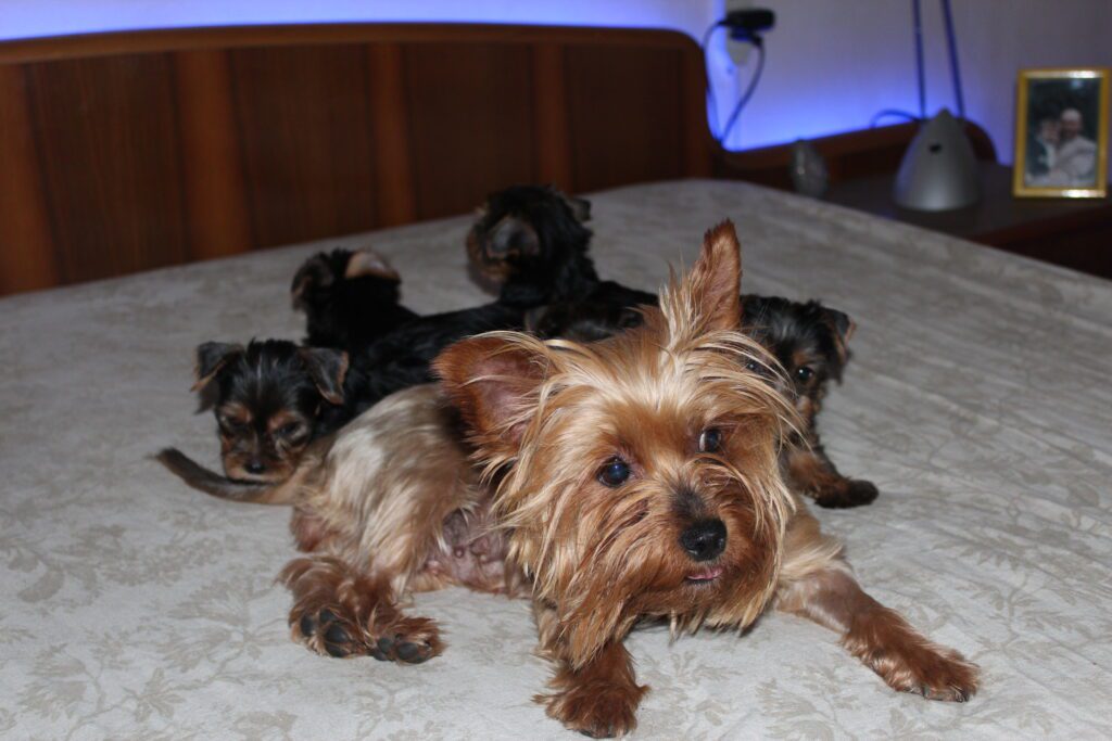 Cuccioli di yorkshire Terrier disponibili dal 14/07/2025