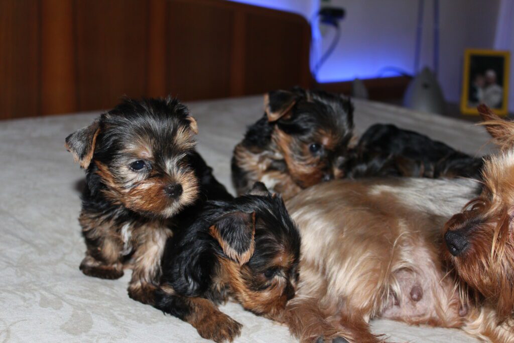 Cuccioli di yorkshire Terrier disponibili dal 14/07/2025