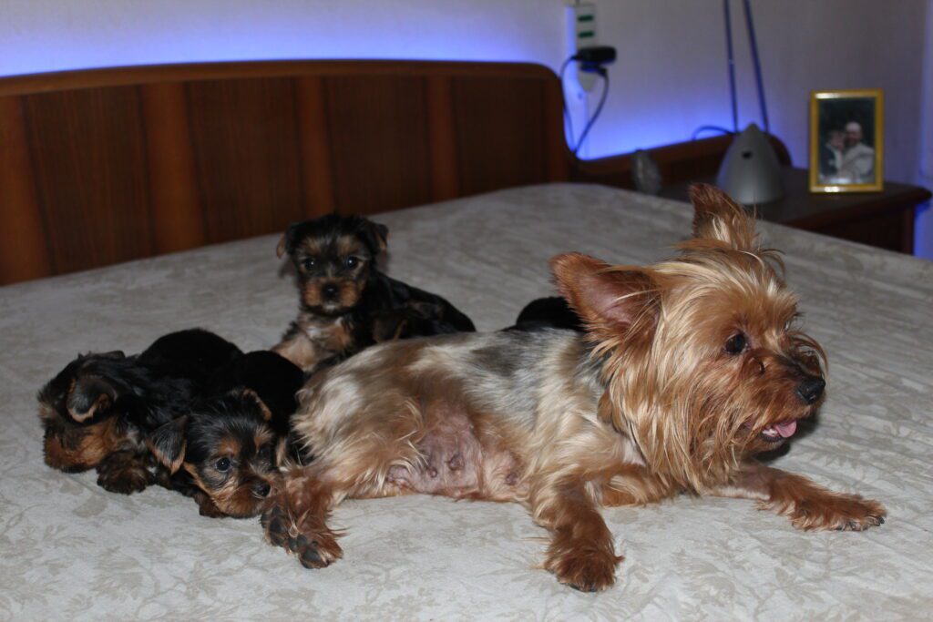 Cuccioli di yorkshire Terrier disponibili dal 14/07/2025