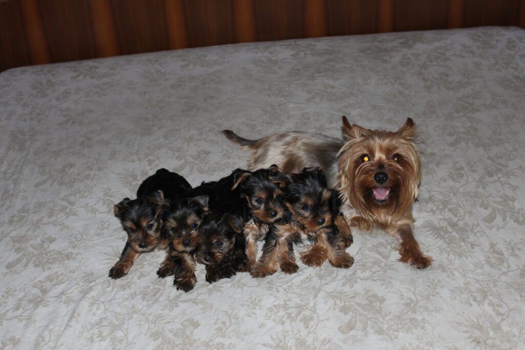 Cuccioli di yorkshire Terrier disponibili dal 14/07/2025