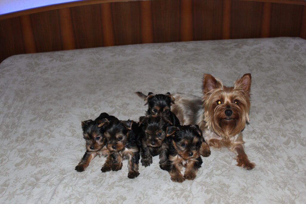 Cuccioli di yorkshire Terrier disponibili dal 14/07/2025