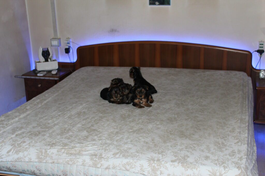 Cuccioli di yorkshire Terrier disponibili dal 14/07/2025