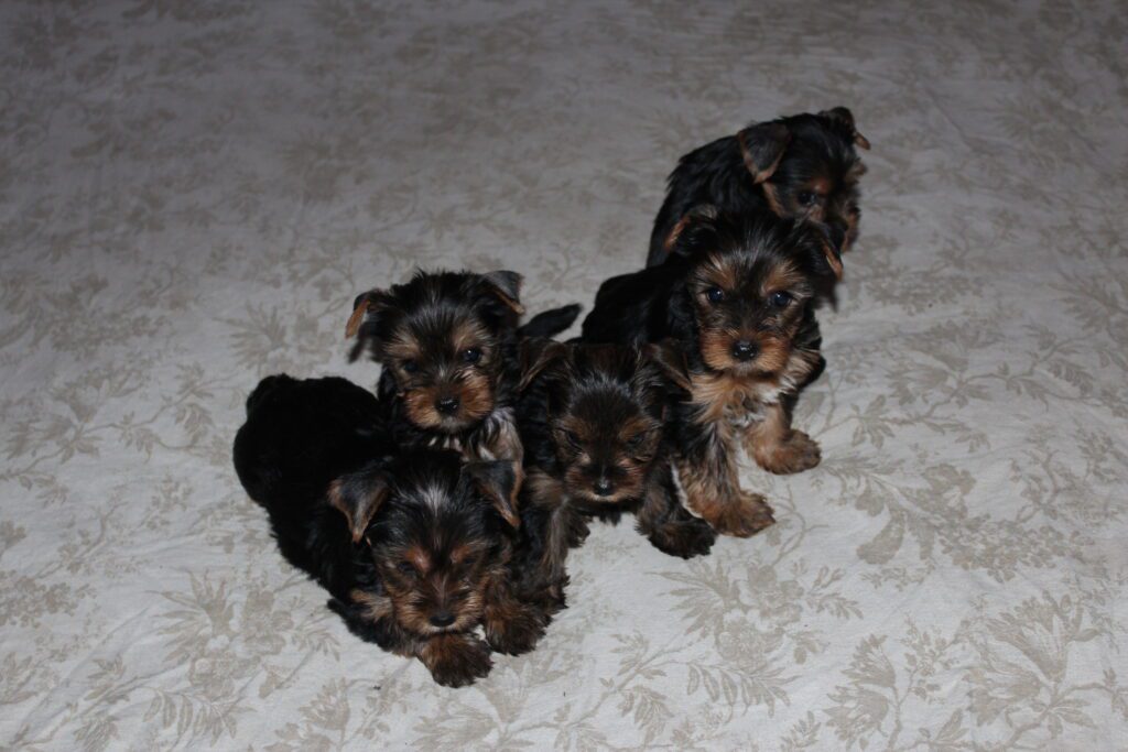 Cuccioli di yorkshire Terrier disponibili dal 14/07/2025