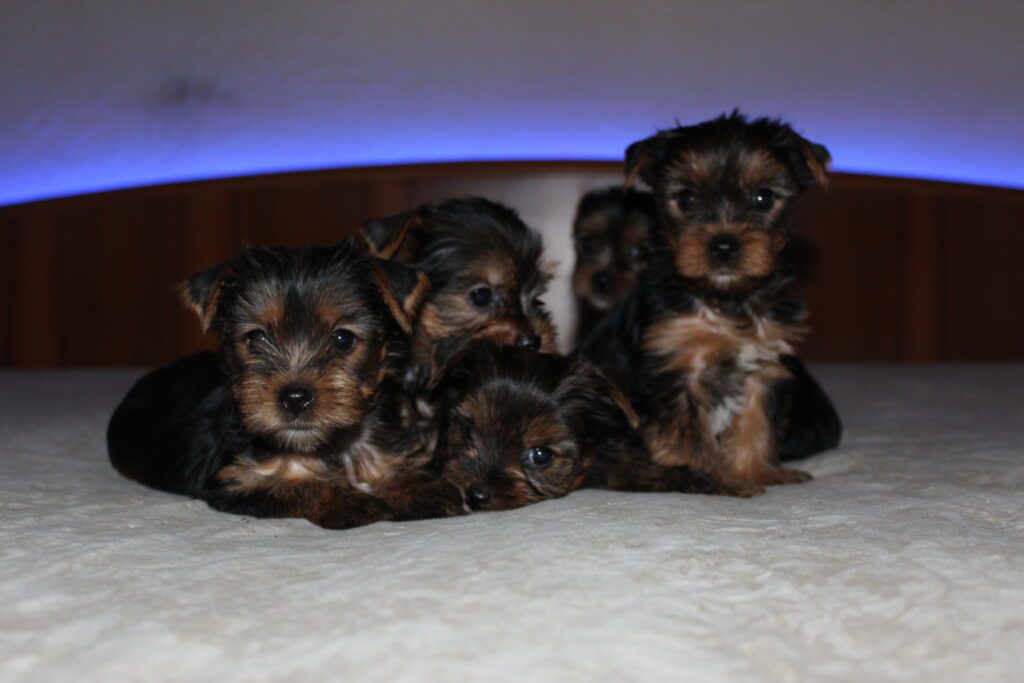Cuccioli di yorkshire Terrier disponibili dal 14/07/2025