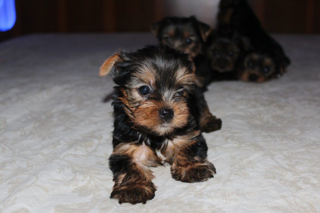 Cuccioli di yorkshire Terrier disponibili dal 14/07/2025