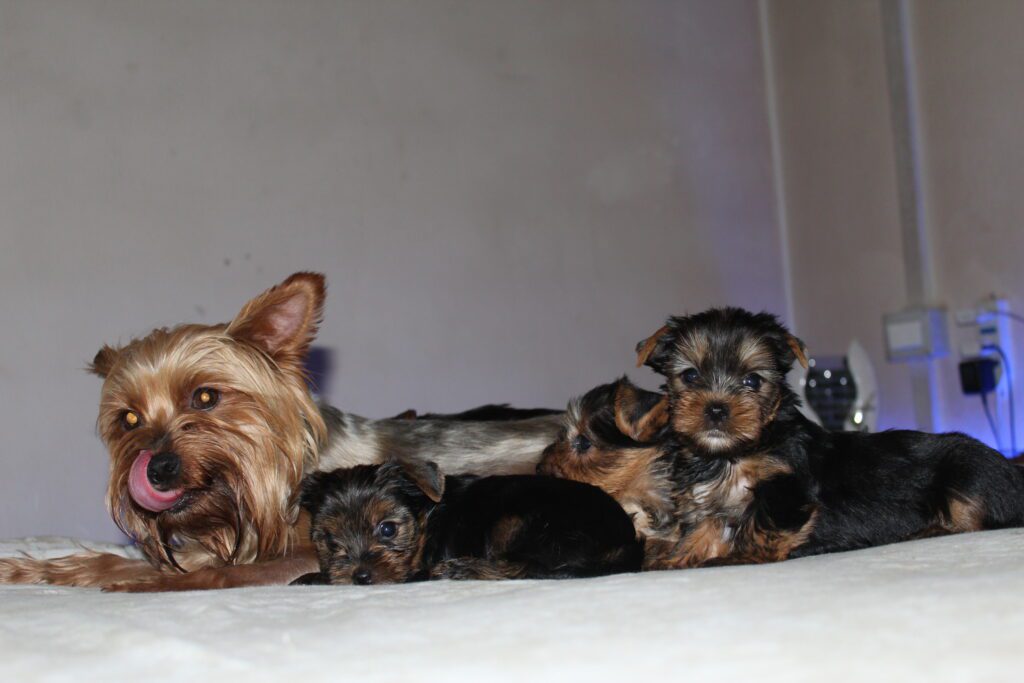 Cuccioli di yorkshire Terrier disponibili dal 14/07/2025